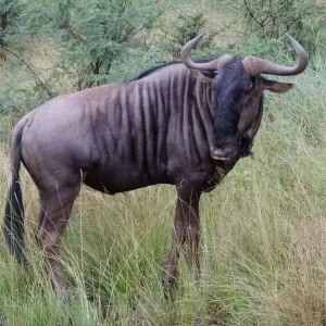 BLUE WILDEBEEST