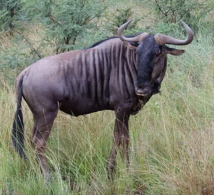 BLUE WILDEBEEST