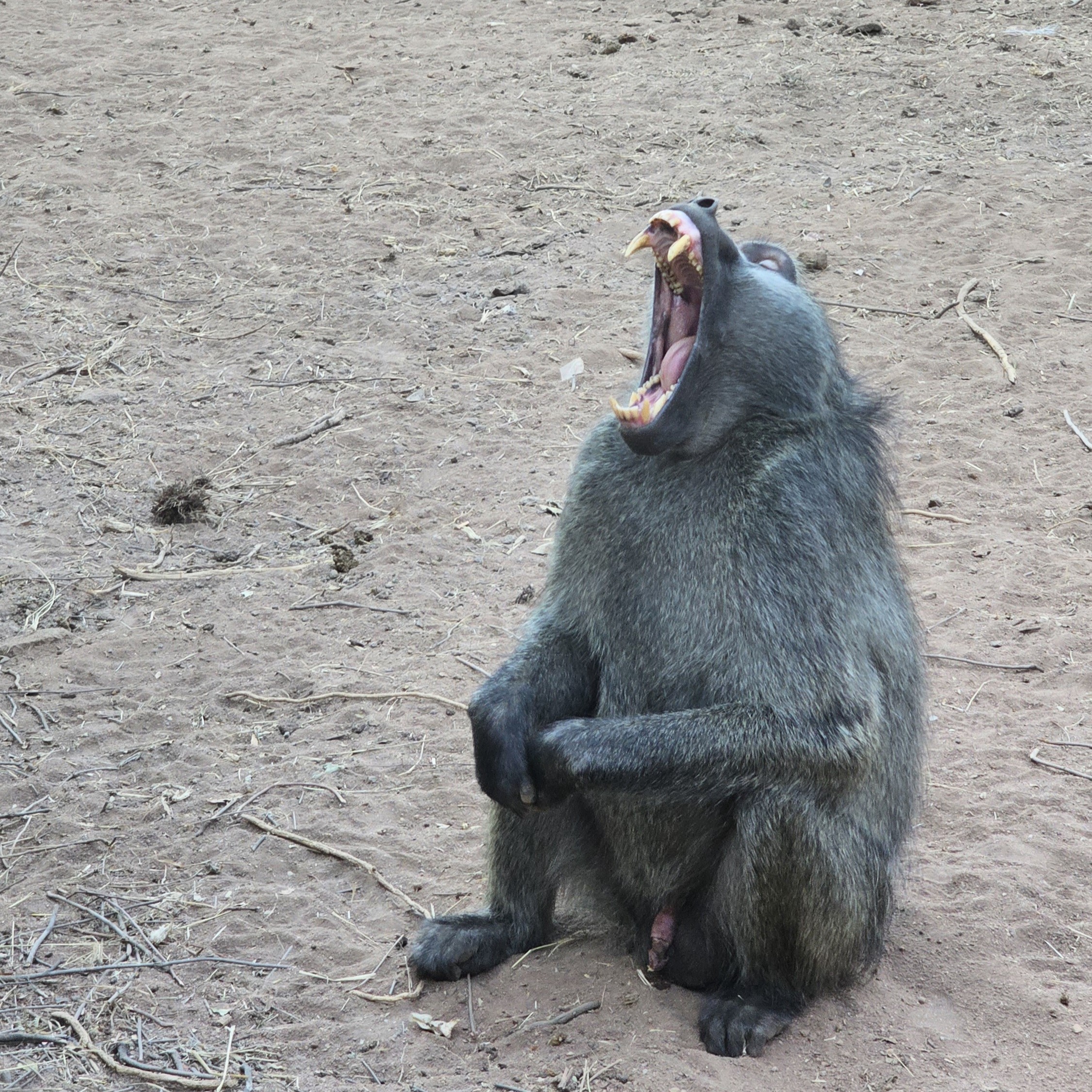 BABOON