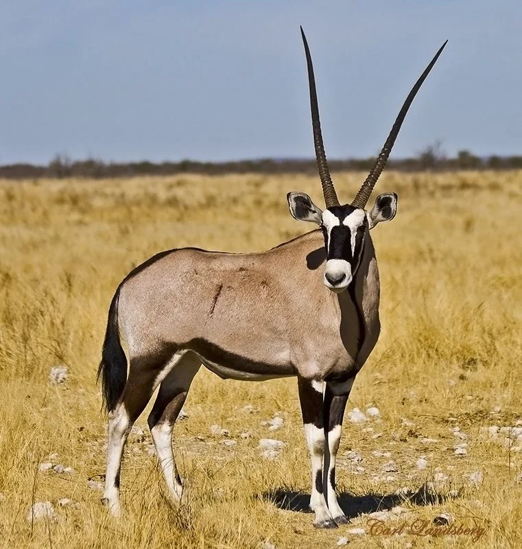 GEMSBUCK MALE