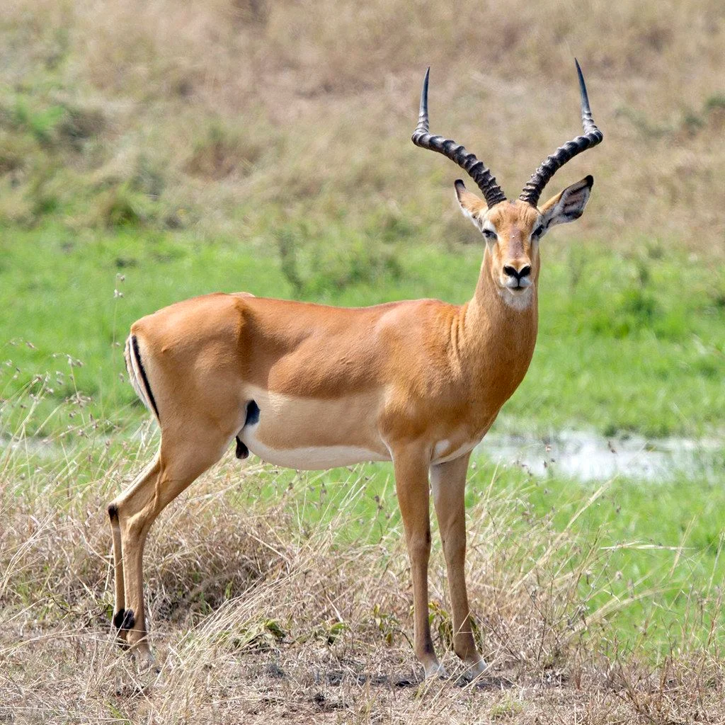 IMPALA MALE- US