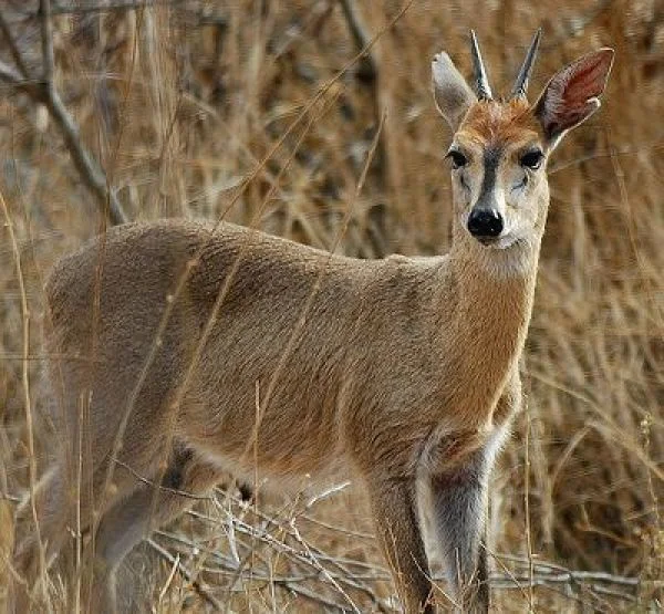 DUIKER GREY