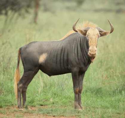 KINGS WILDEBEEST