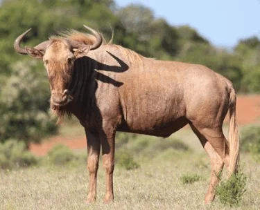 GOLDEN WILDEBEEST