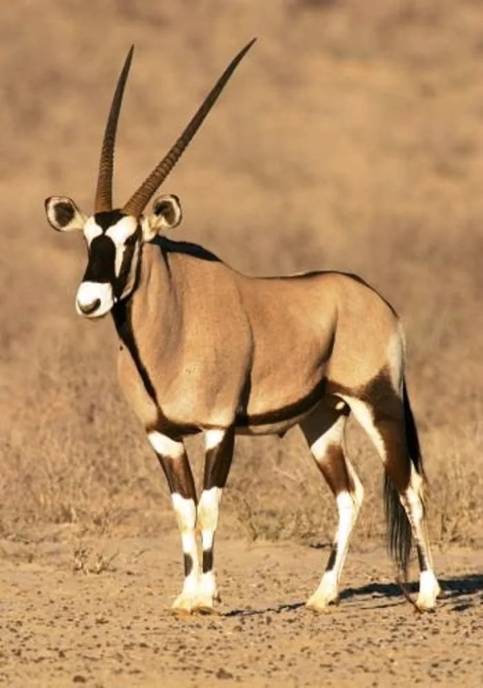 GEMSBUCK FEMALE