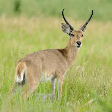 REEDBUCK COMMON