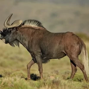 BLACK WILDEBEEST (PERMIT)
