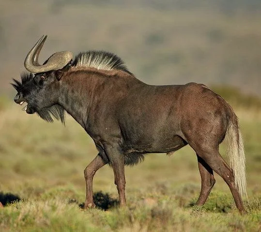 BLACK WILDEBEEST (PERMIT)