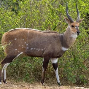 BUSHBUCK