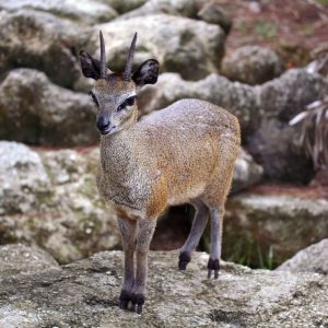 KLIPSPRINGER