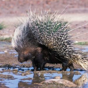 PORCUPINE