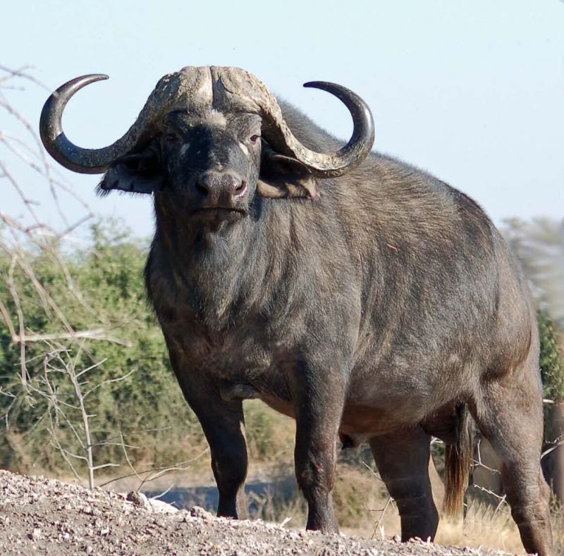 BUFFALO