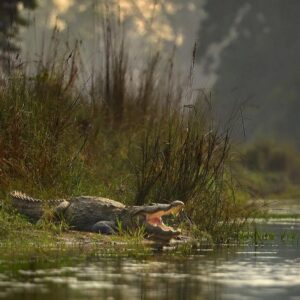 Crocodile hunting trophy — African Barefoot Safaris, Limpopo, South Africa